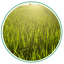 Plant Growth Regulators